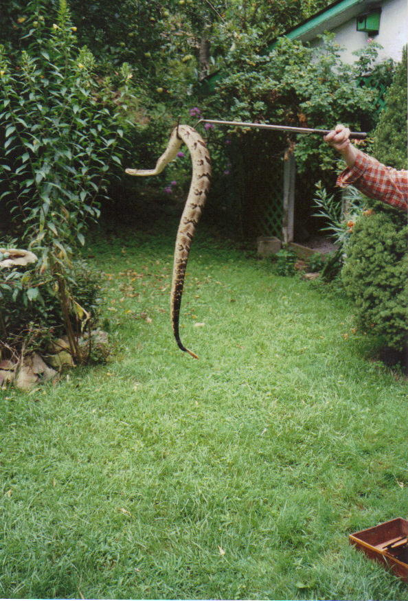 5 ft. canebrake caught in north alabama.jpg [199 Kb]